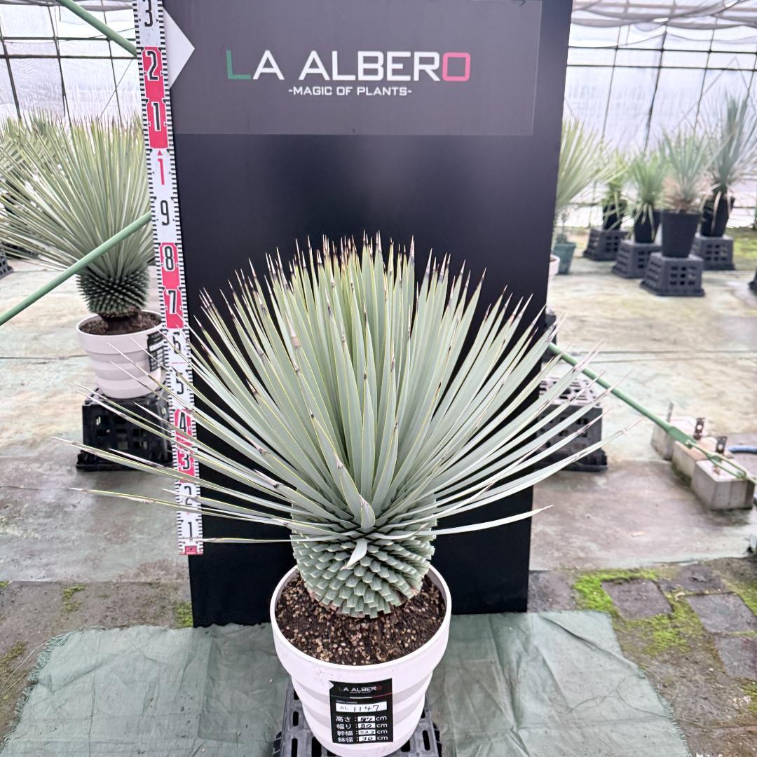【AL1147】ユッカ　ロストラータ　ホワイト個体　【ALBEROホワイト祭り】