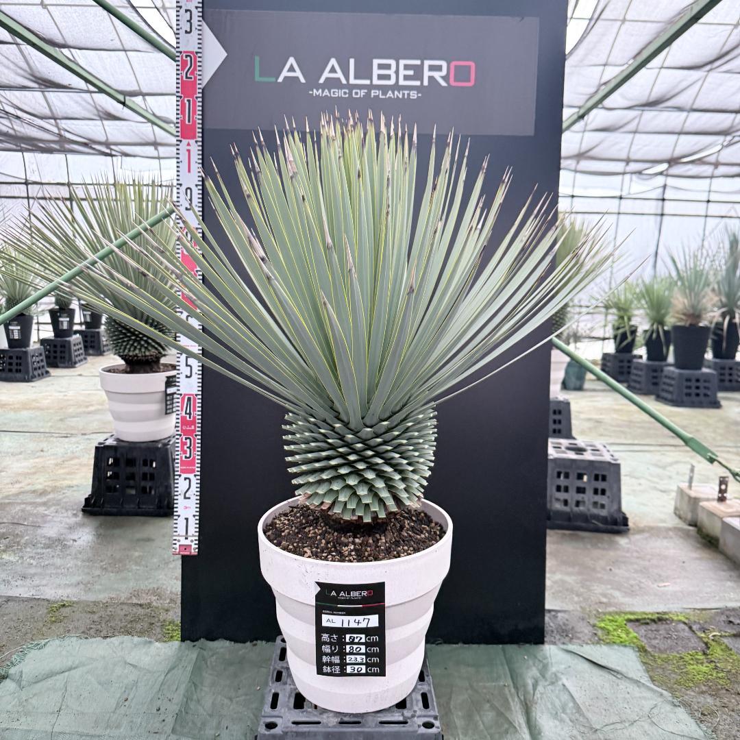 【AL1147】ユッカ　ロストラータ　ホワイト個体　【ALBEROホワイト祭り】