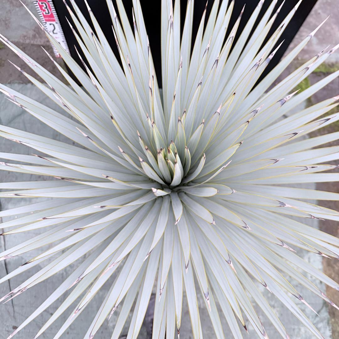 【AL1147】ユッカ　ロストラータ　ホワイト個体　【ALBEROホワイト祭り】