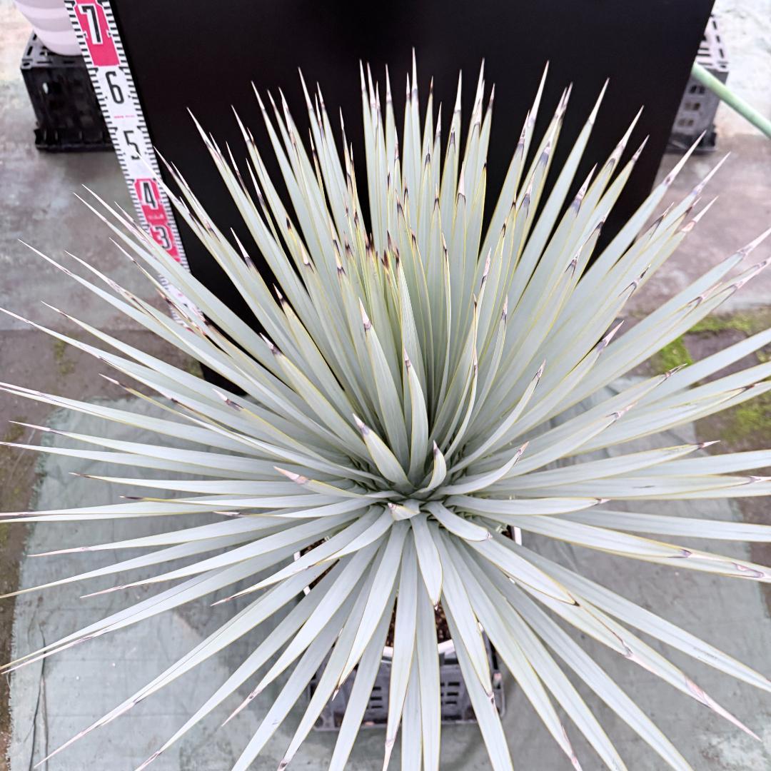 【AL1147】ユッカ　ロストラータ　ホワイト個体　【ALBEROホワイト祭り】