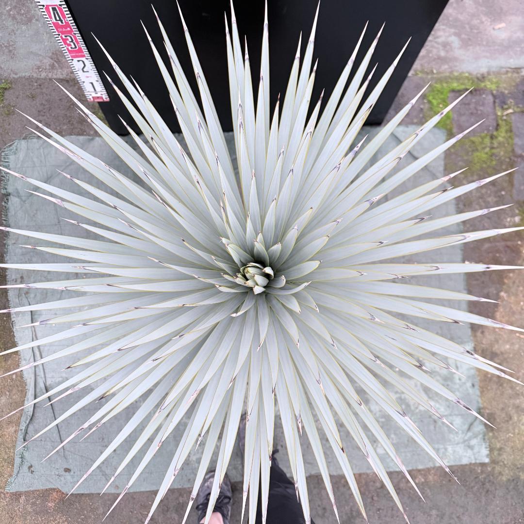 【AL1147】ユッカ　ロストラータ　ホワイト個体　【ALBEROホワイト祭り】