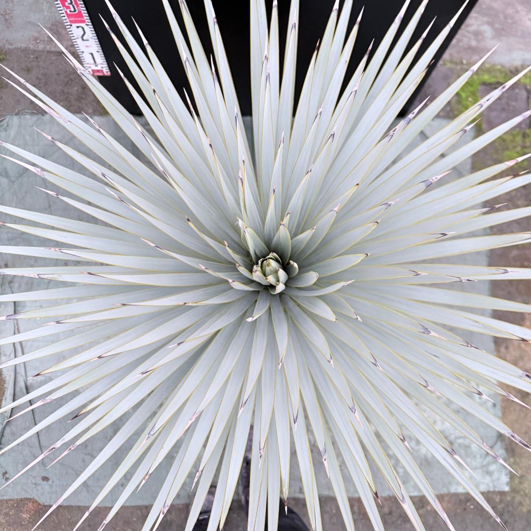 【AL1147】ユッカ　ロストラータ　ホワイト個体　【ALBEROホワイト祭り】