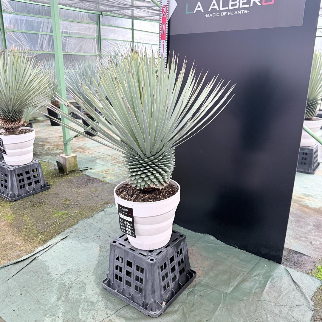 【AL1147】ユッカ　ロストラータ　ホワイト個体　【ALBEROホワイト祭り】