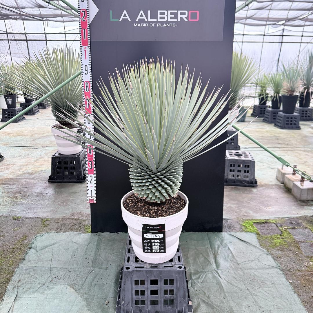 【AL1147】ユッカ　ロストラータ　ホワイト個体　【ALBEROホワイト祭り】