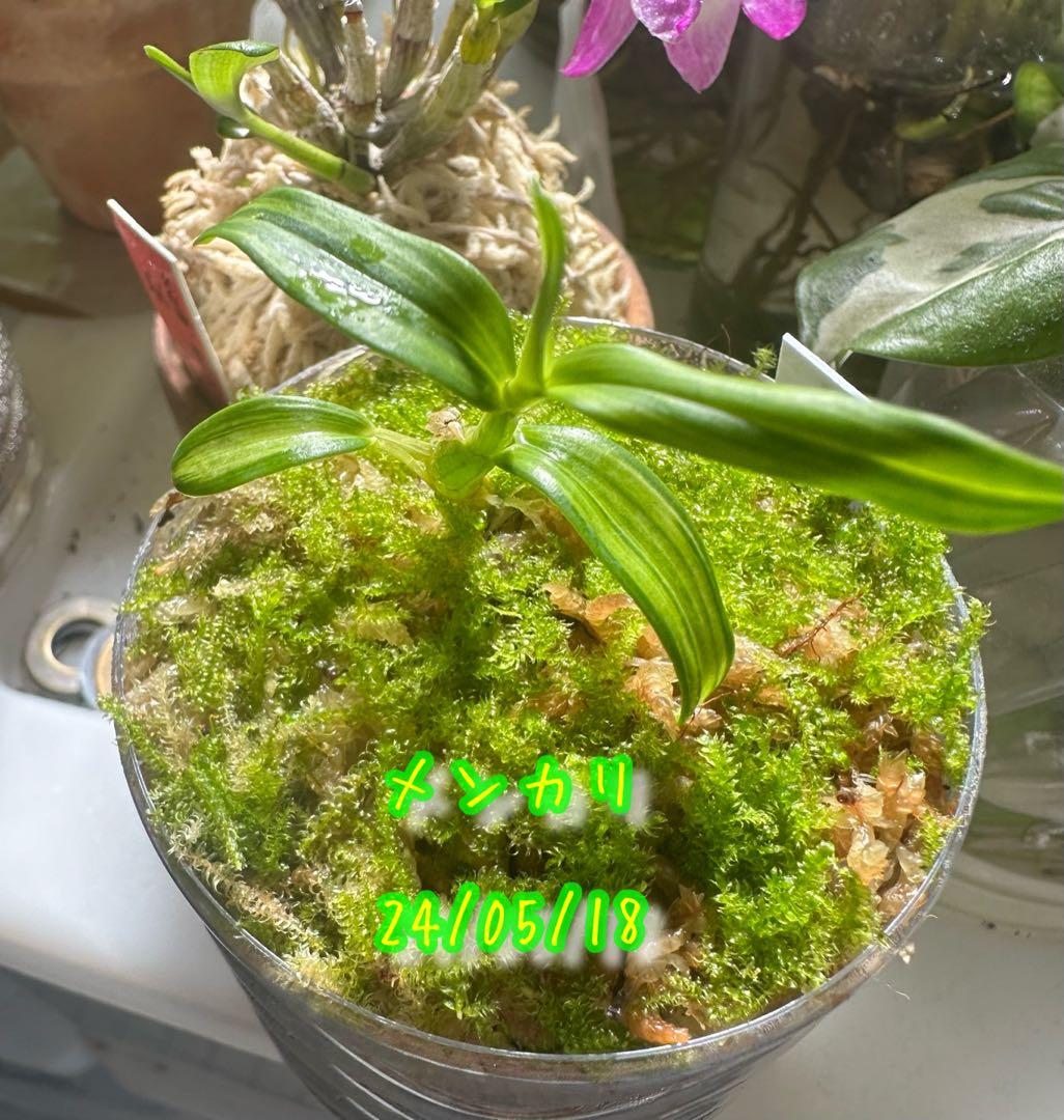 セッコク 風蘭 富貴蘭 盆栽 ガーデニング インテリア 植物 観葉植物