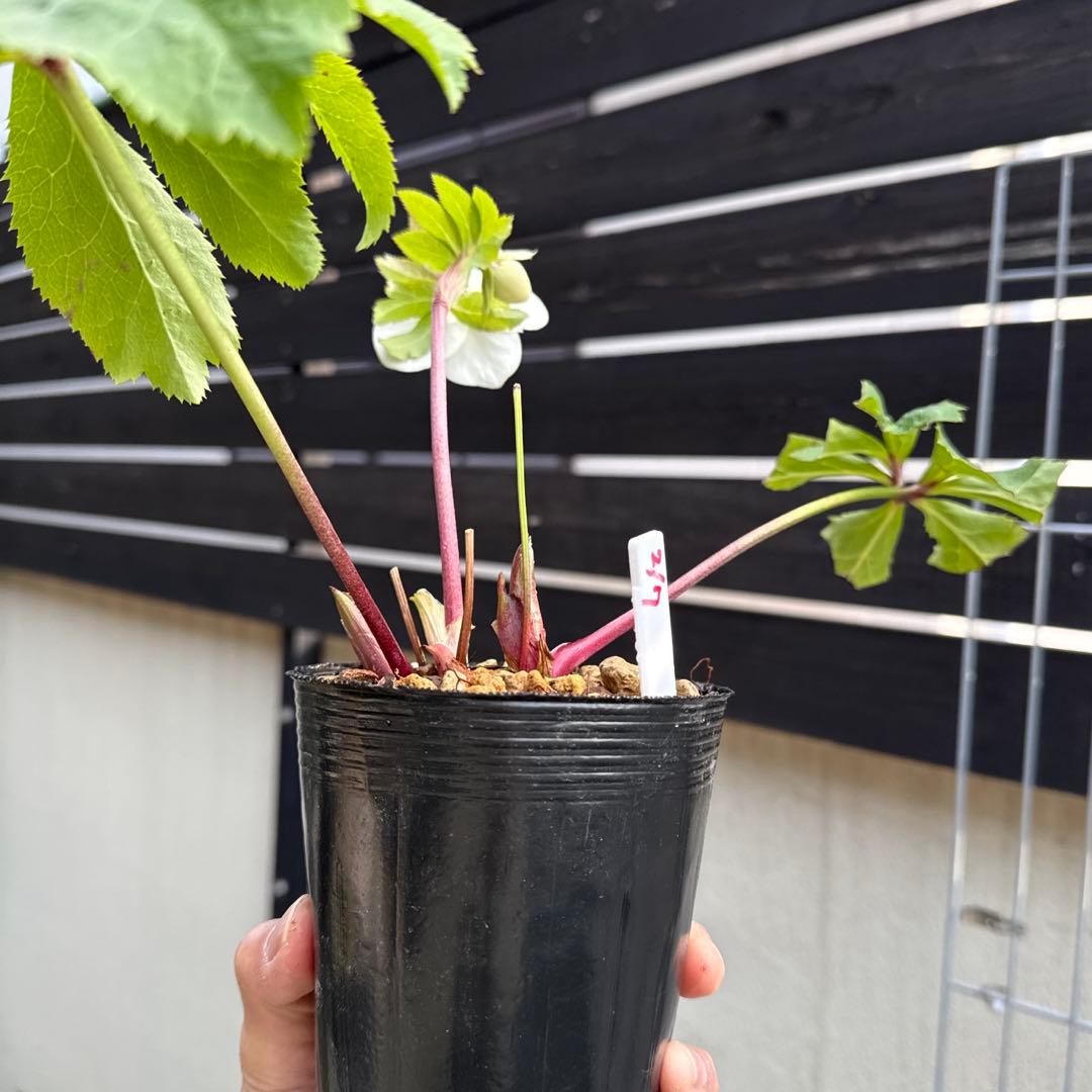 □加藤農園□ 強香 今シーズン株分け クリスマスローズ - メルカリ