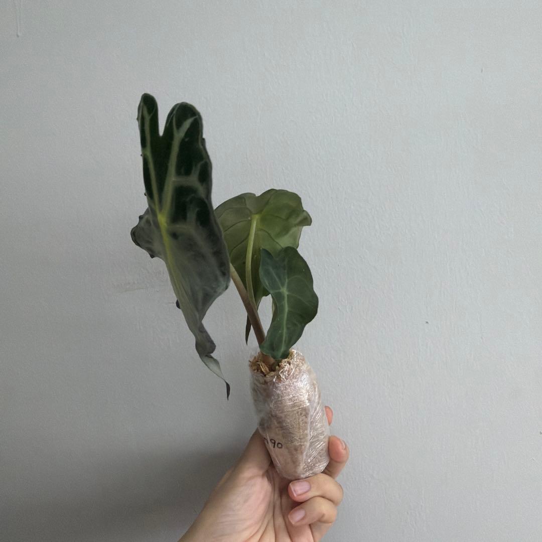アロカシア ヴェノム Alocasia 'Venom' 管理番号m90 - メルカリ