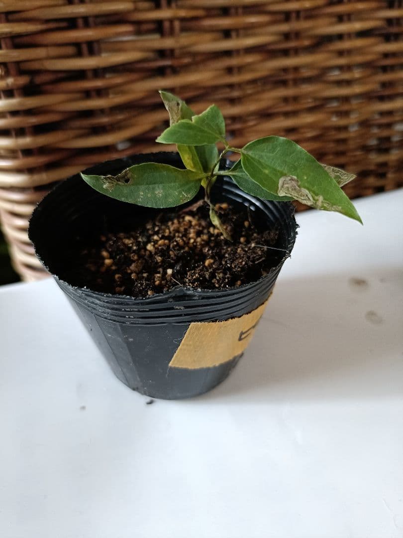 (*ΦωΦ*)ご確認用です