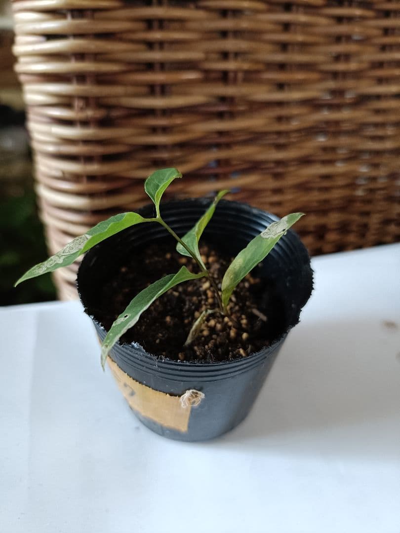 (*ΦωΦ*)ご確認用です