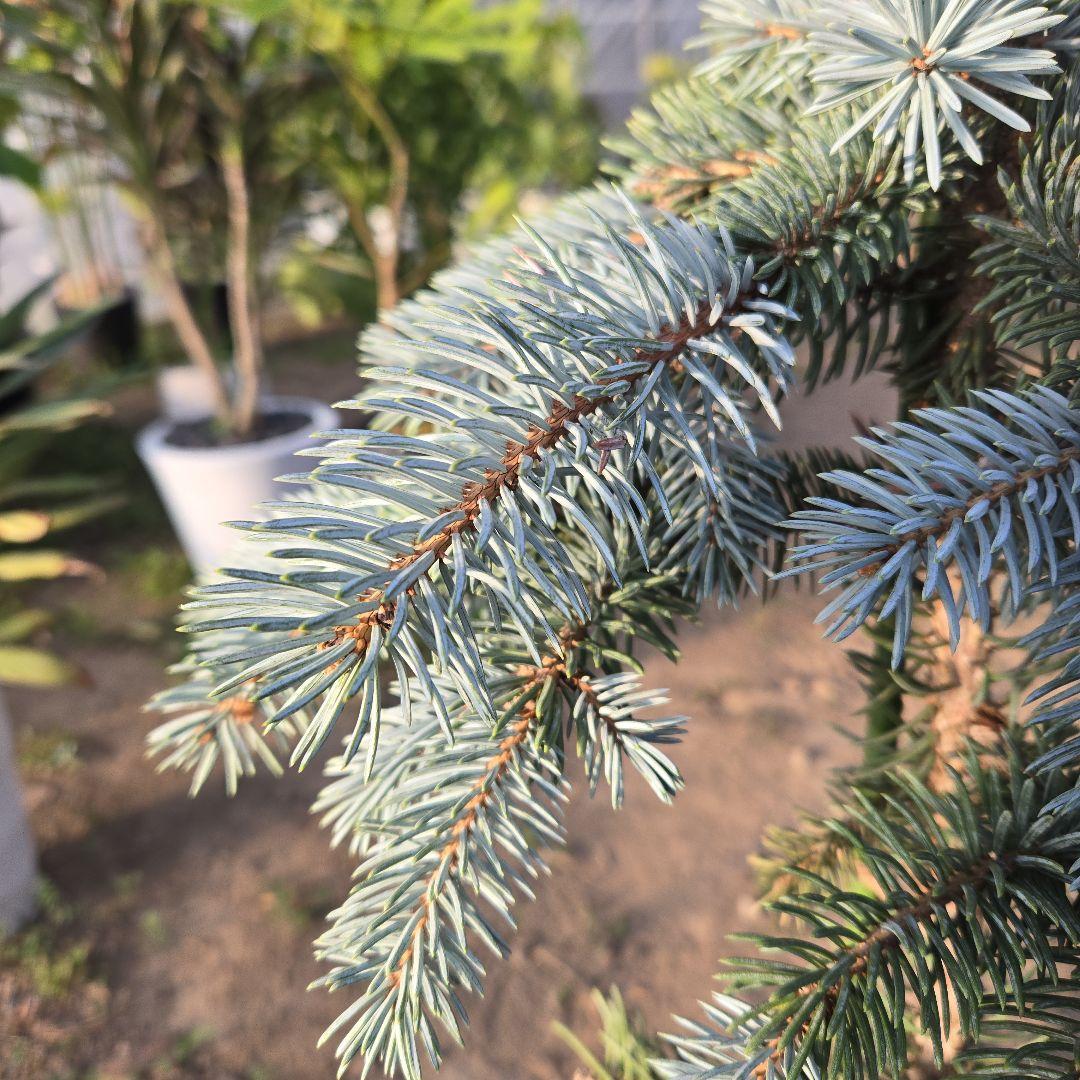 ① プンゲンストウヒ ホプシー8号 最高等級極上品‼️ - メルカリ