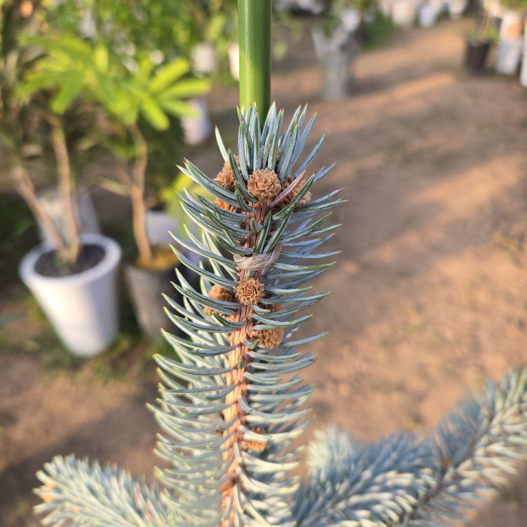 ① プンゲンストウヒ ホプシー8号 最高等級極上品‼️ - メルカリ