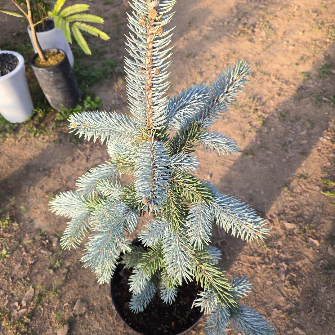 ① プンゲンストウヒ ホプシー8号 最高等級極上品‼️ - メルカリ