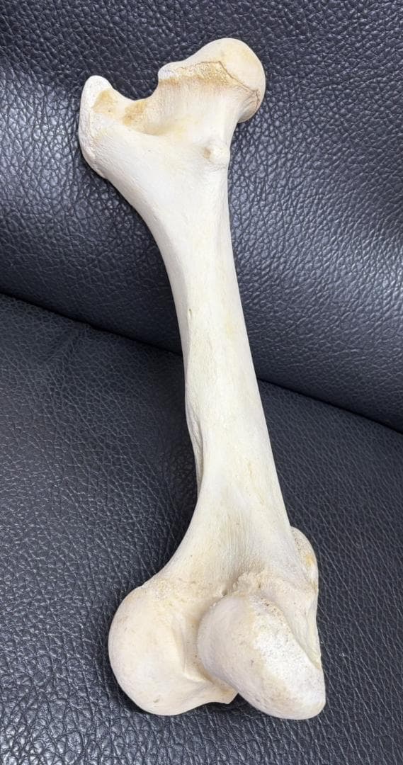 レア！ キリン ★ 大腿骨（femur leg bone）