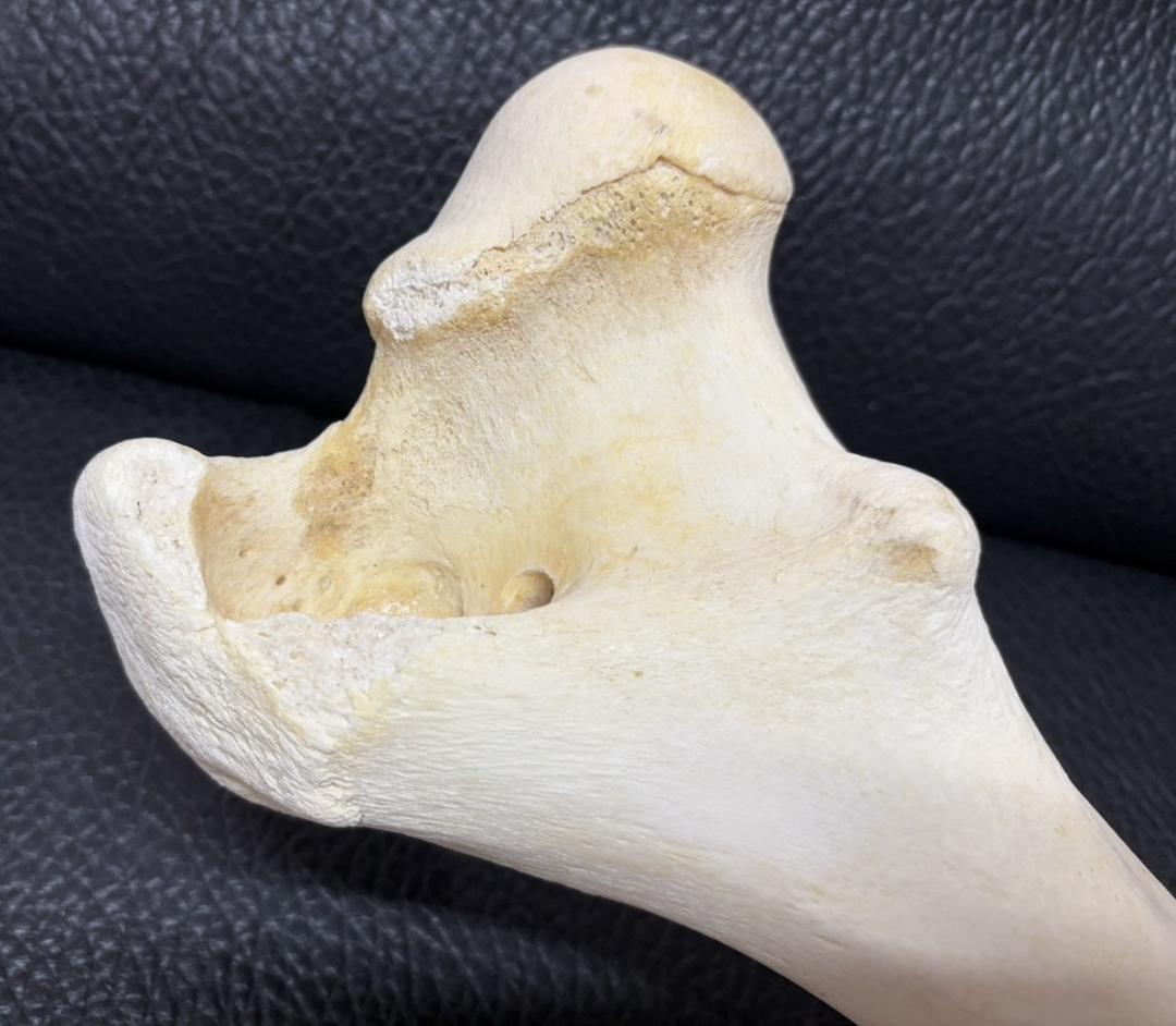 レア！ キリン ★ 大腿骨（femur leg bone）