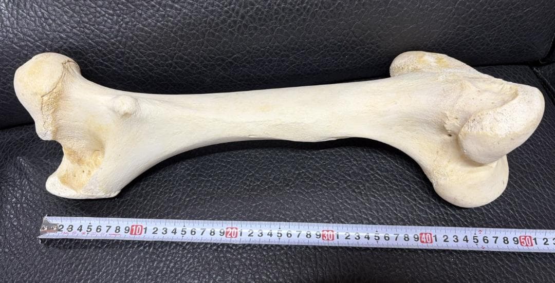 レア！ キリン ★ 大腿骨（femur leg bone）