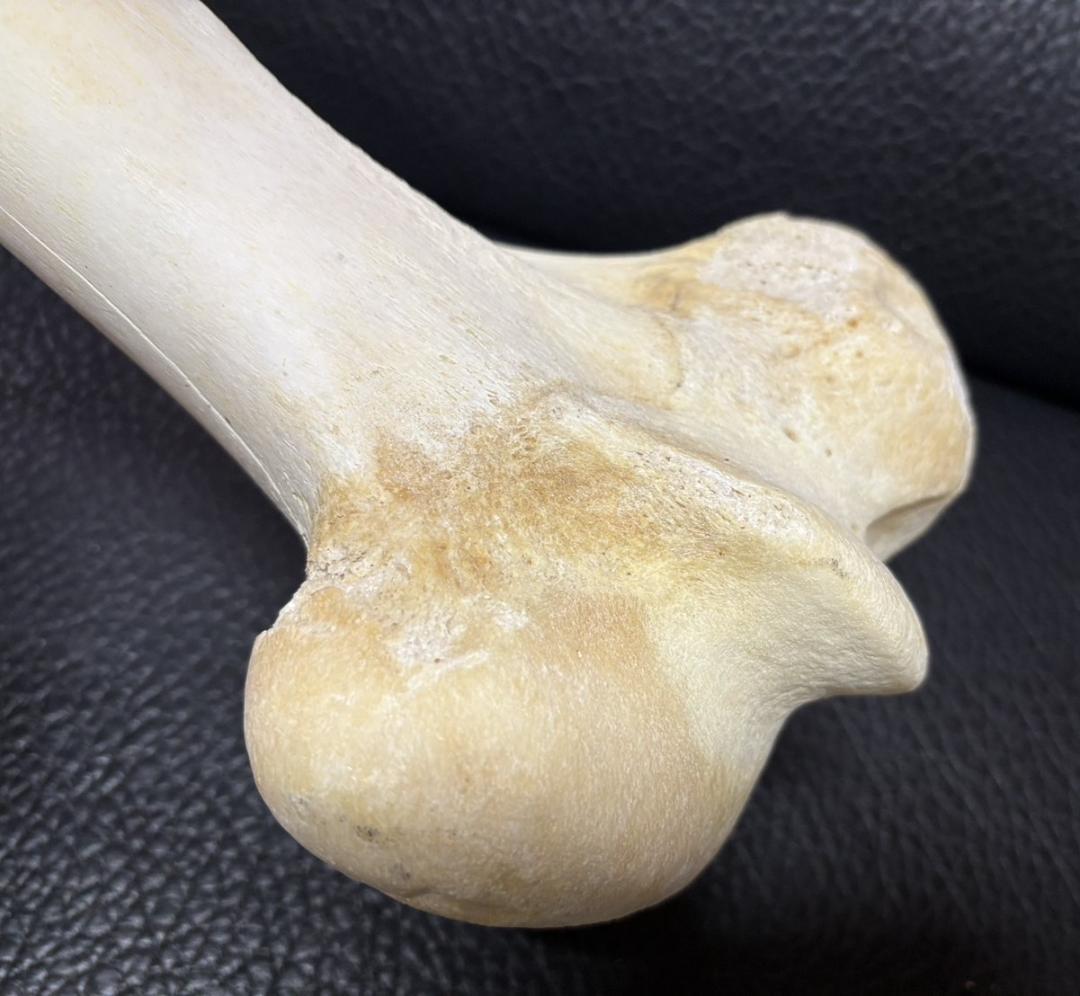 レア！ キリン ★ 大腿骨（femur leg bone）