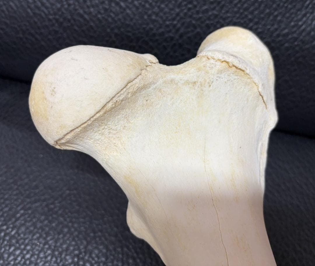 レア！ キリン ★ 大腿骨（femur leg bone）