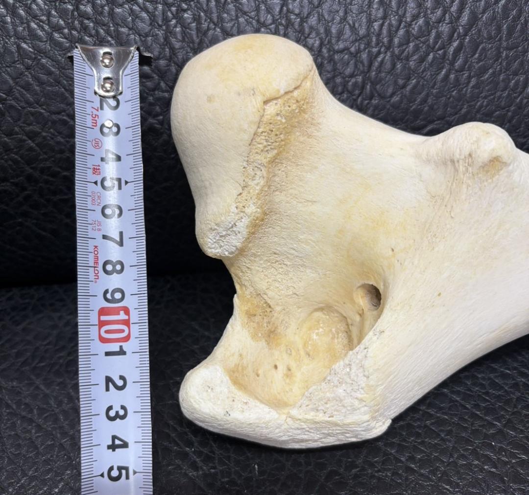 レア！ キリン ★ 大腿骨（femur leg bone）