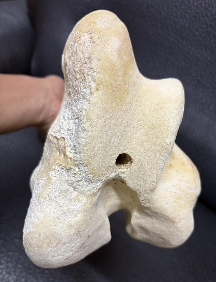 レア！ キリン ★ 大腿骨（femur leg bone）