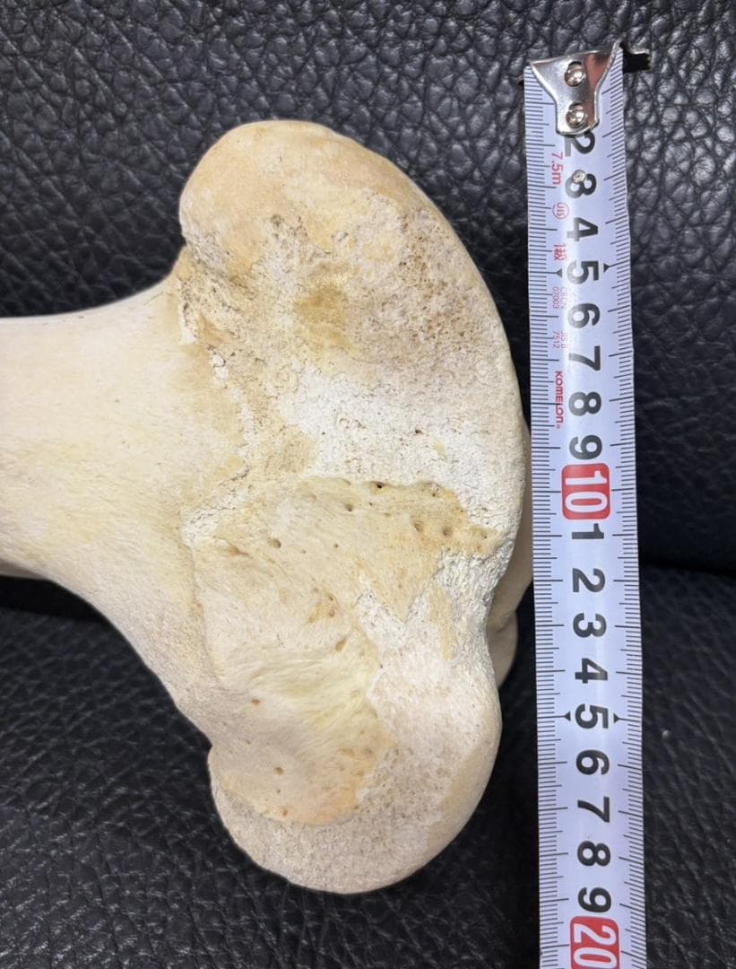 レア！ キリン ★ 大腿骨（femur leg bone）