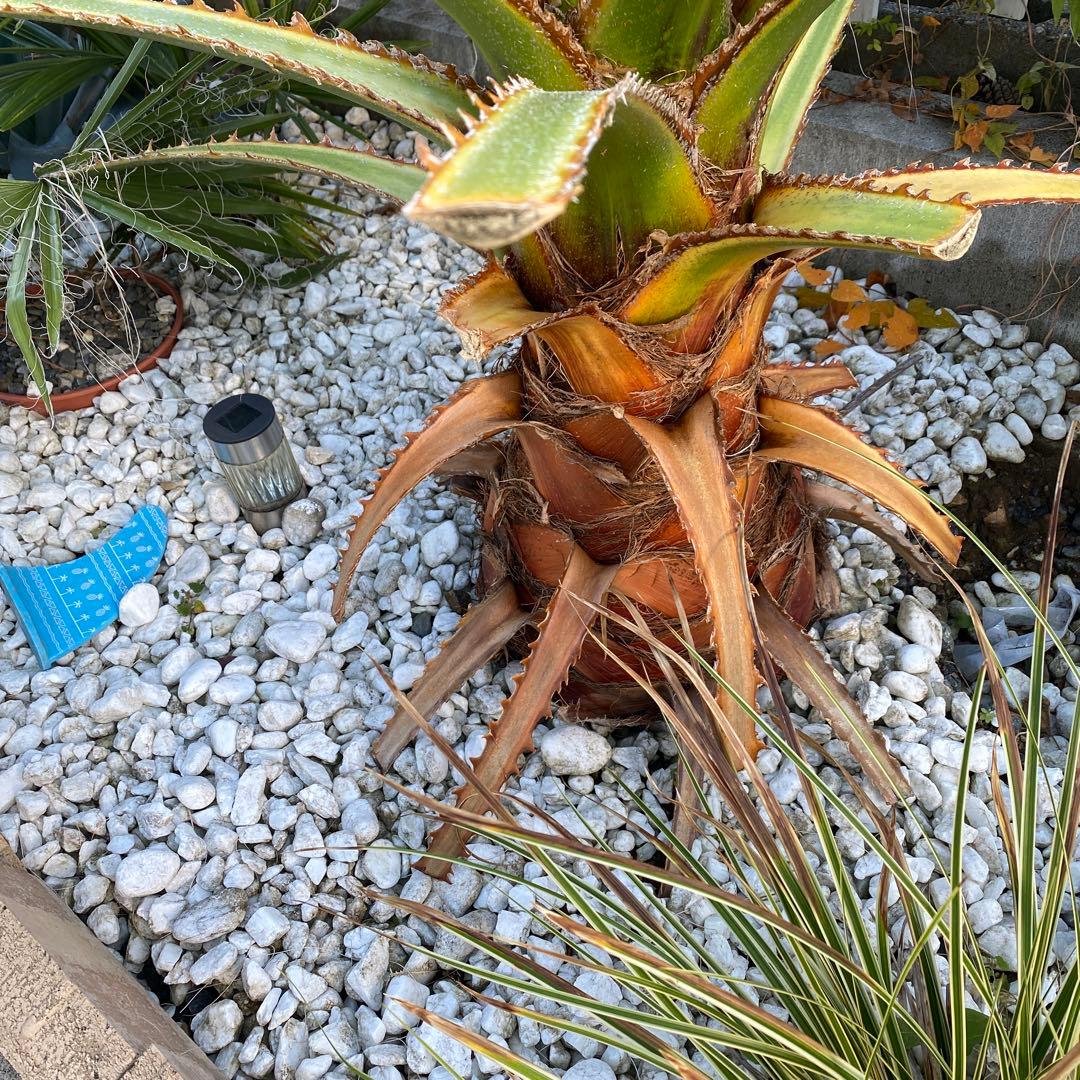 ワシントンヤシ