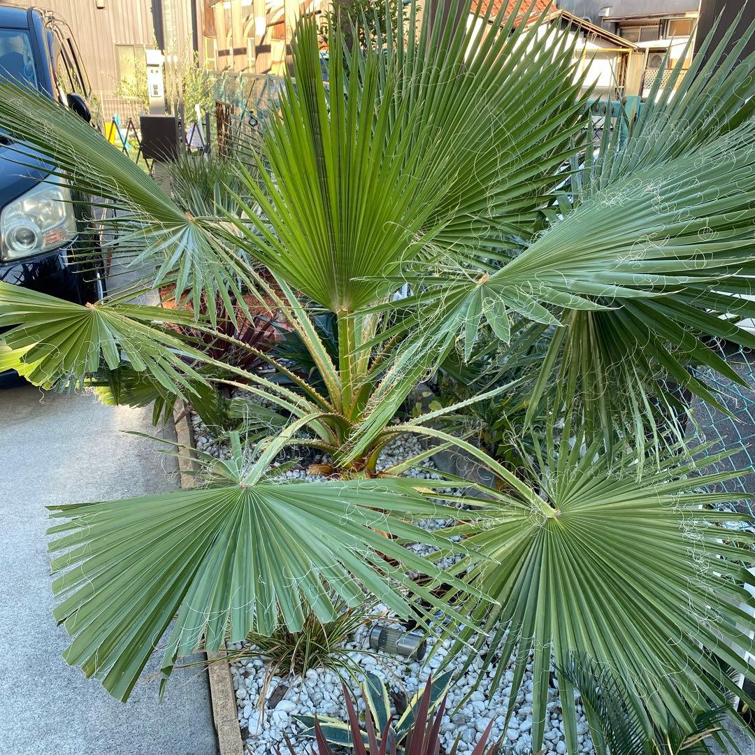 ワシントンヤシ