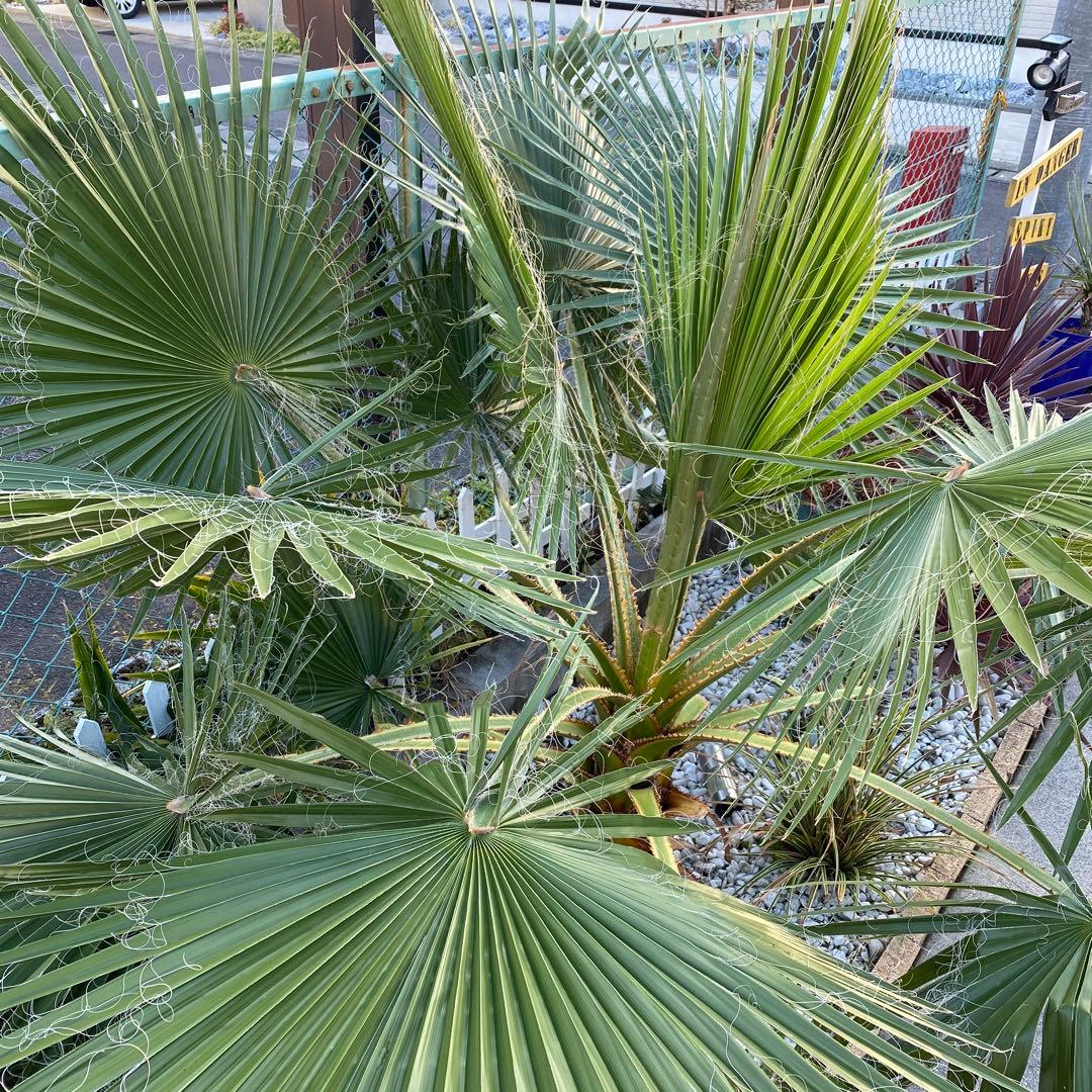 ワシントンヤシ