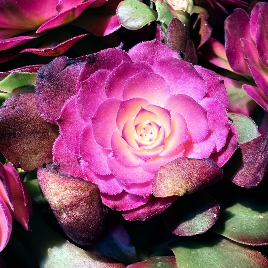 新入荷 超レア新品種 アエオニウム 紅豆錦(ブーケ群生) 法師錦 超大品