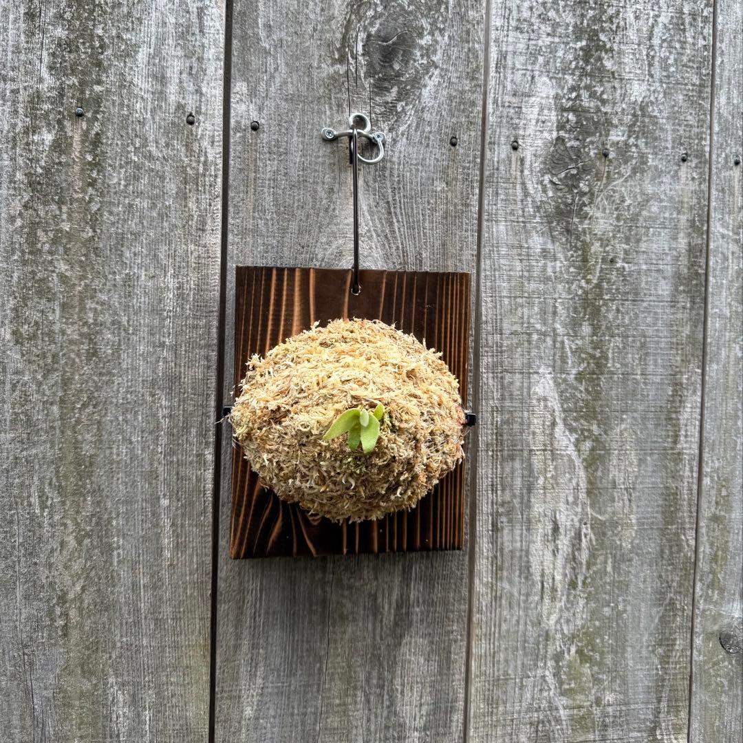 P.Triceratops (三角龍) pup ビカクシダ - メルカリ