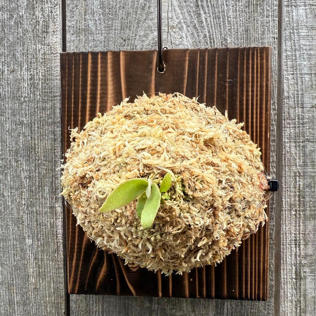 P.Triceratops (三角龍) pup ビカクシダ - メルカリ