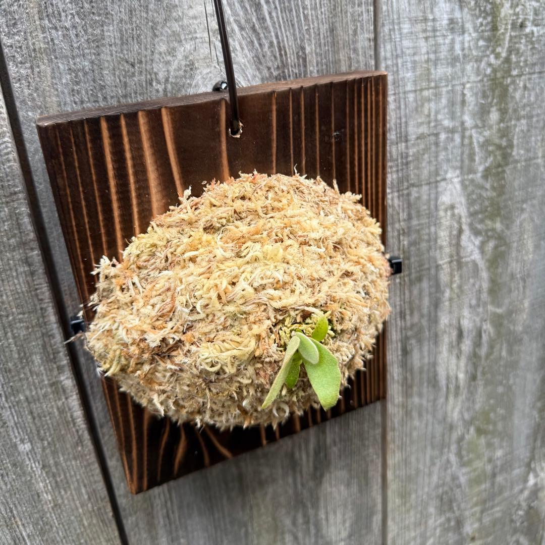 P.Triceratops (三角龍) pup ビカクシダ - メルカリ