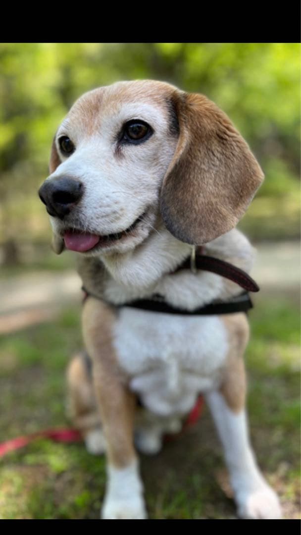 うちの子刺繍　オーダーメイド　ビーグル　4cmブローチスタンド付き