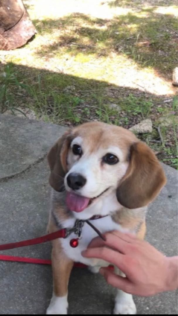 うちの子刺繍　オーダーメイド　ビーグル　4cmブローチスタンド付き