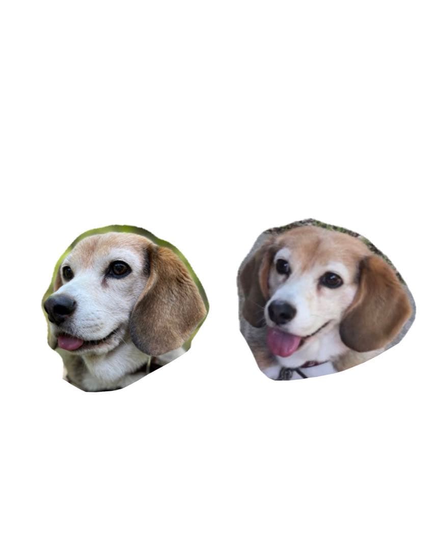 うちの子刺繍　オーダーメイド　ビーグル　4cmブローチスタンド付き