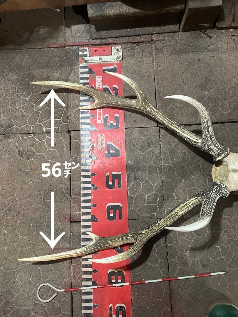蝦夷鹿hunting trophy（deer skull）