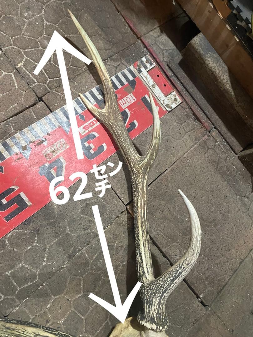蝦夷鹿hunting trophy（deer skull）