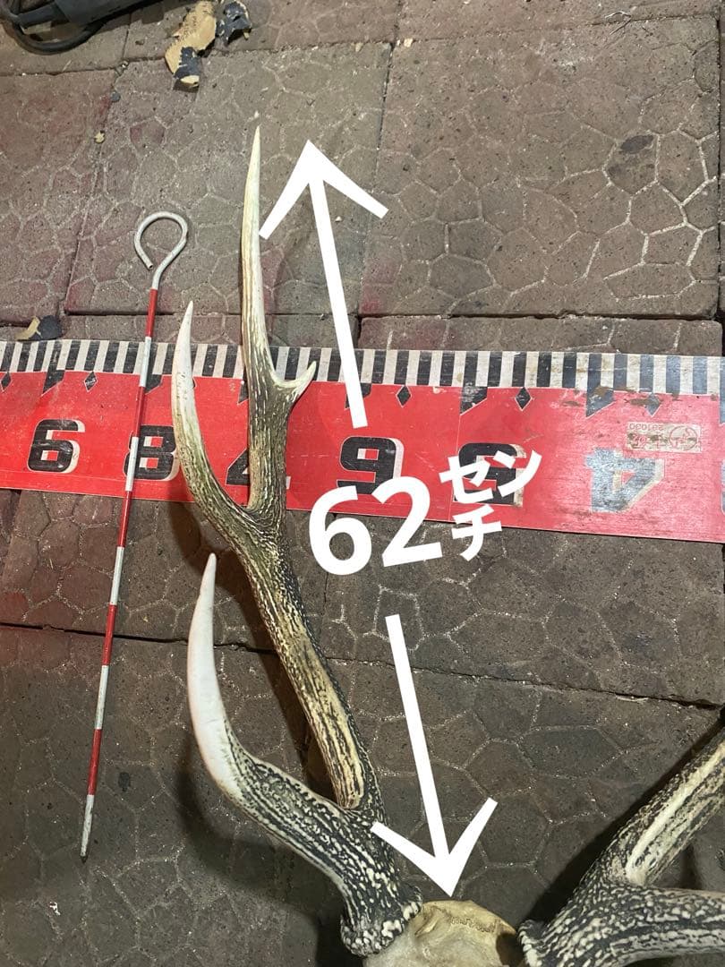 蝦夷鹿hunting trophy（deer skull）