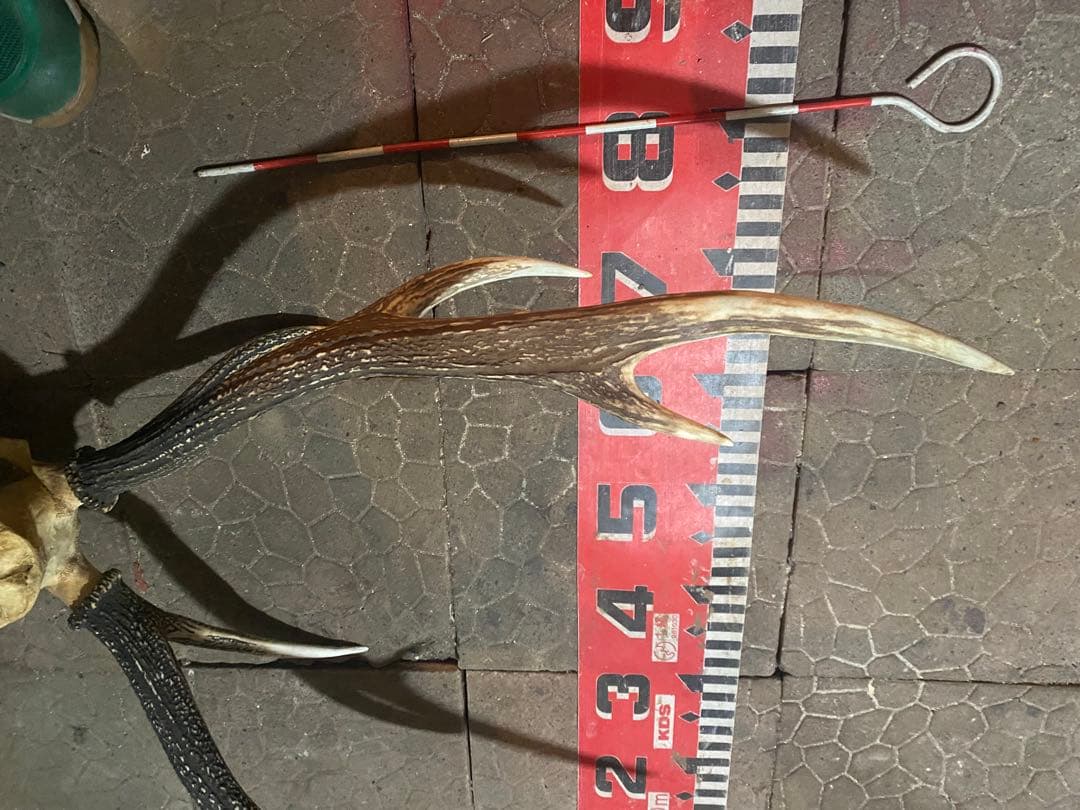 蝦夷鹿hunting trophy（deer skull）