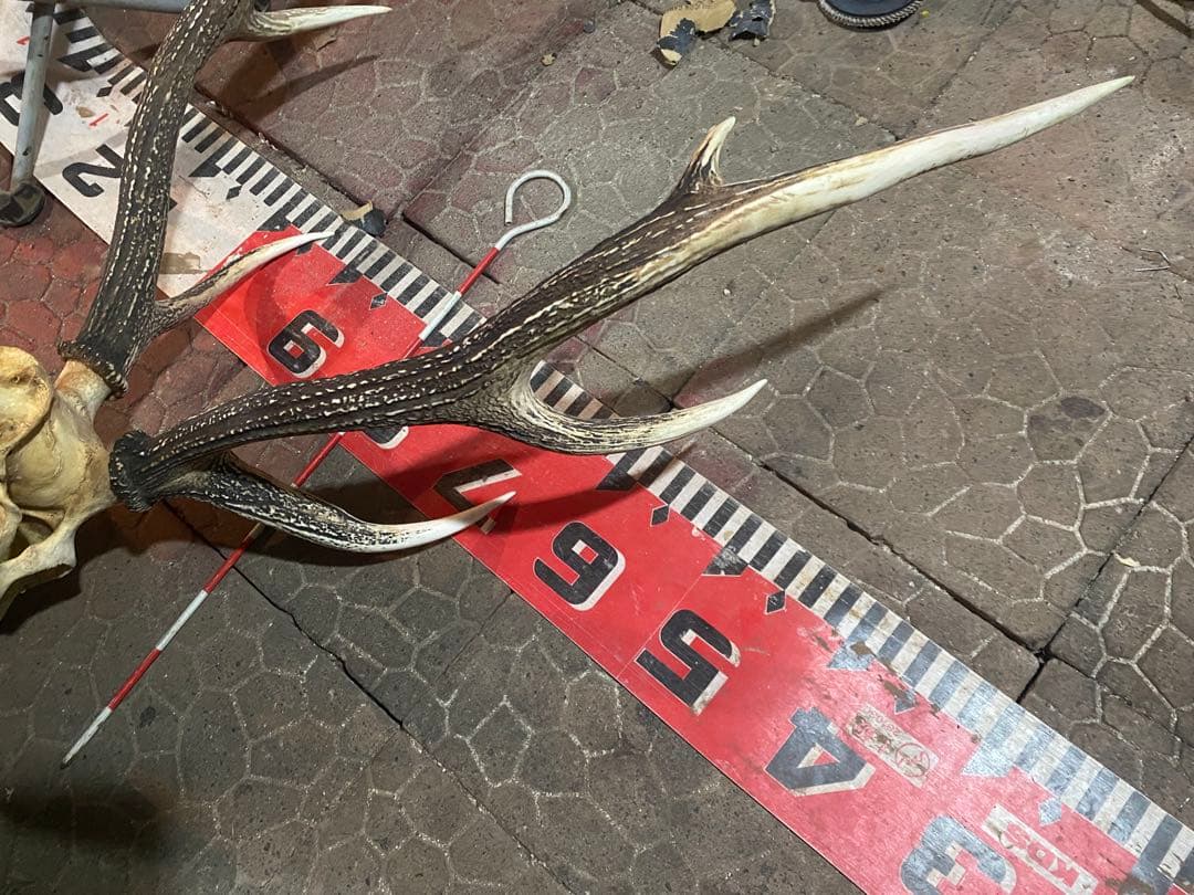 蝦夷鹿hunting trophy（deer skull）