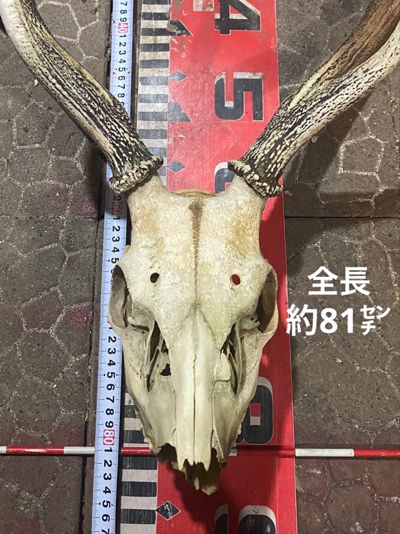 蝦夷鹿hunting trophy（deer skull）
