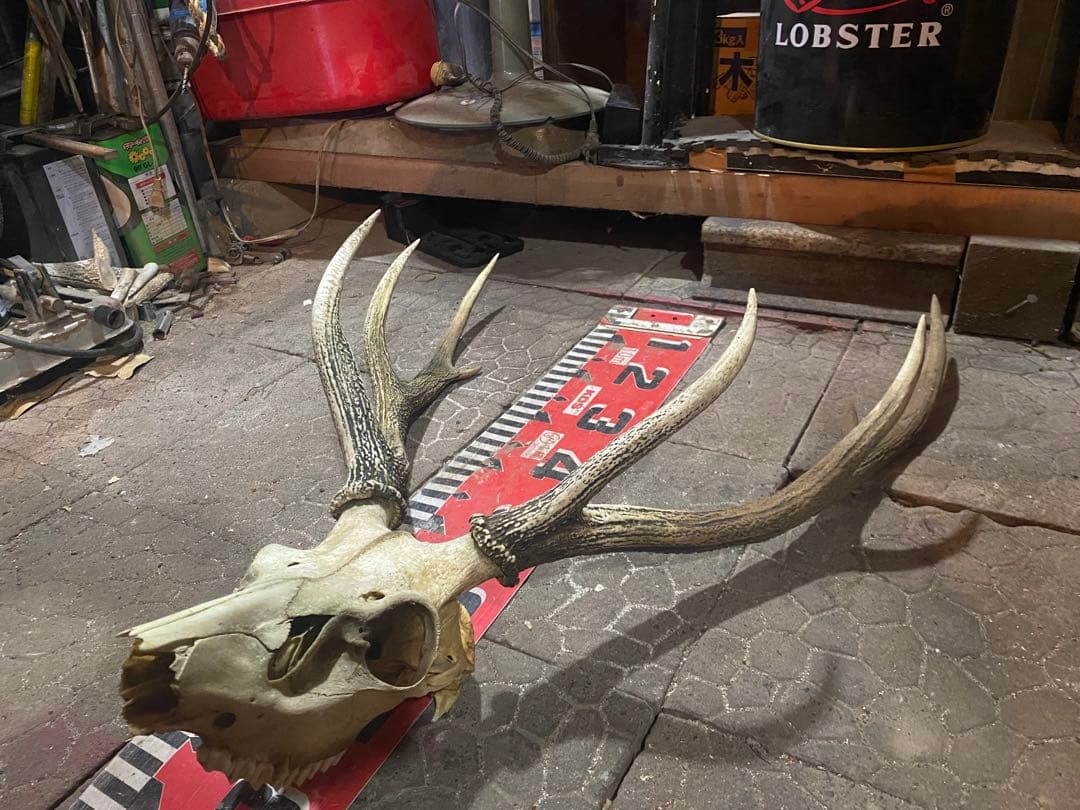 蝦夷鹿hunting trophy（deer skull）