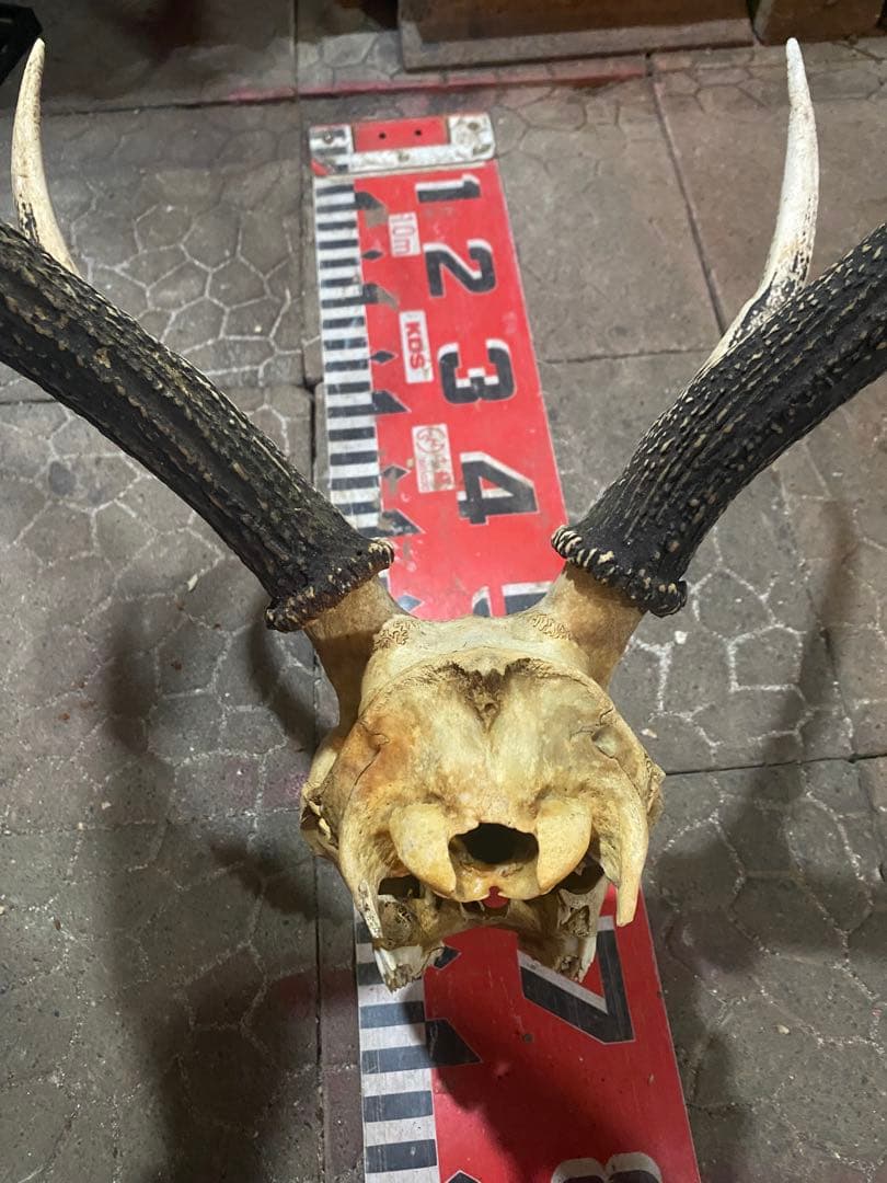 蝦夷鹿hunting trophy（deer skull）