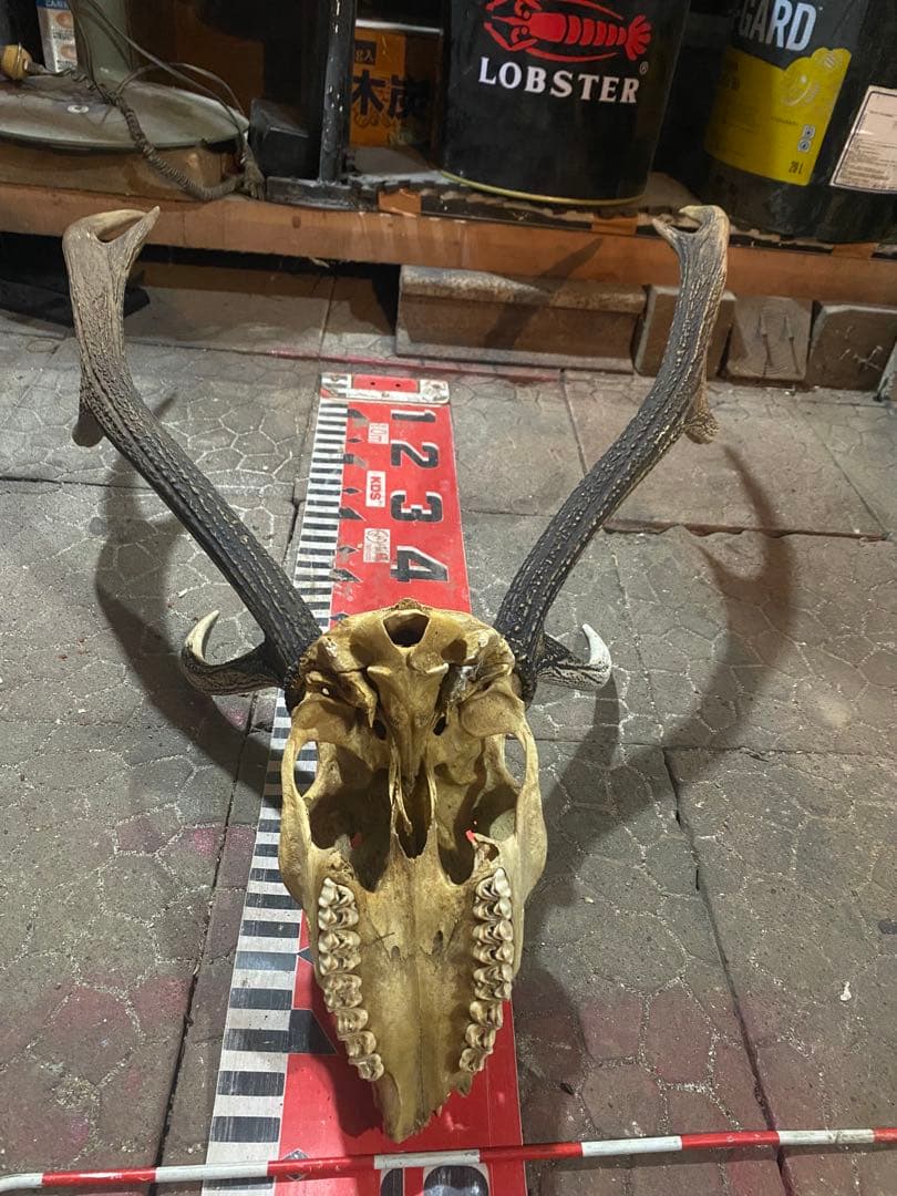 蝦夷鹿hunting trophy（deer skull）