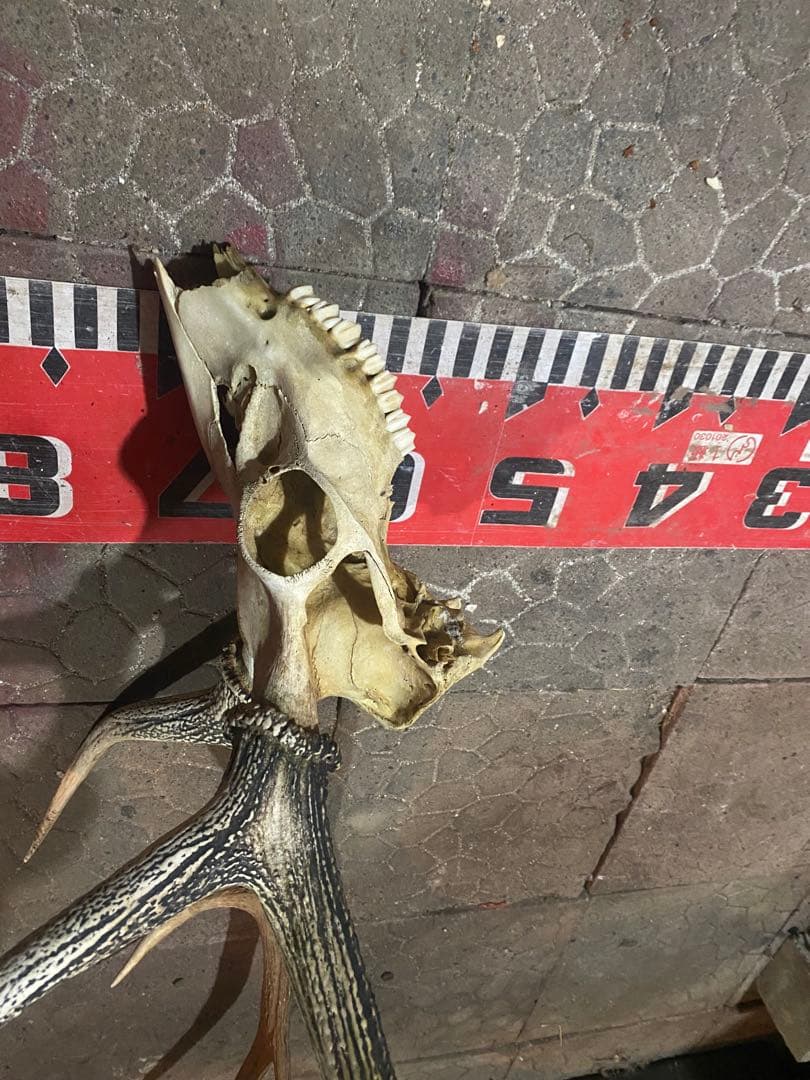 蝦夷鹿hunting trophy（deer skull）