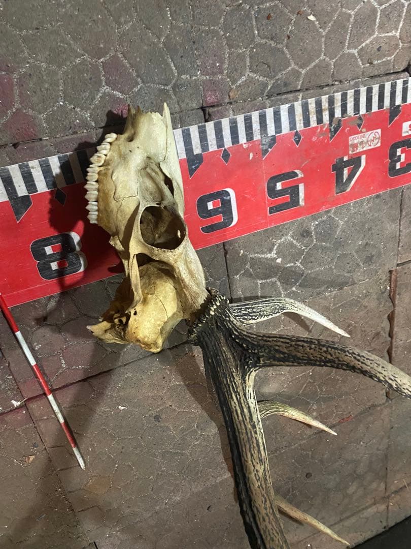 蝦夷鹿hunting trophy（deer skull）