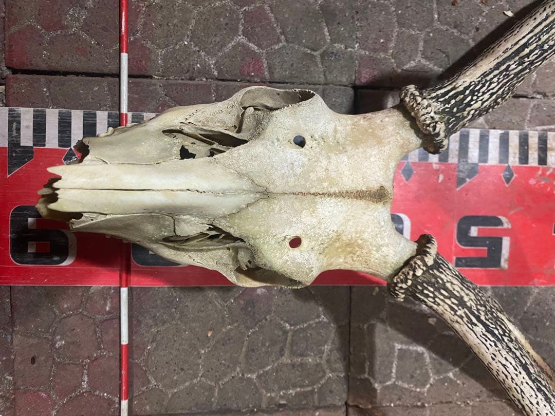 蝦夷鹿hunting trophy（deer skull）