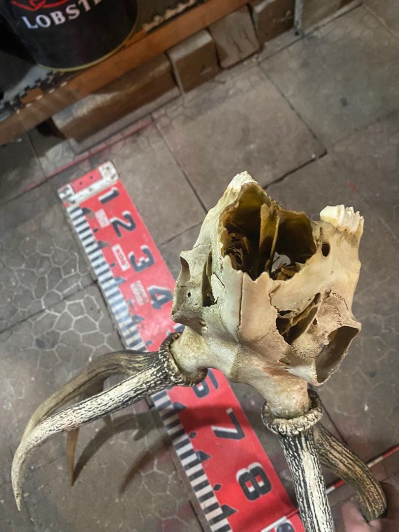 蝦夷鹿hunting trophy（deer skull）