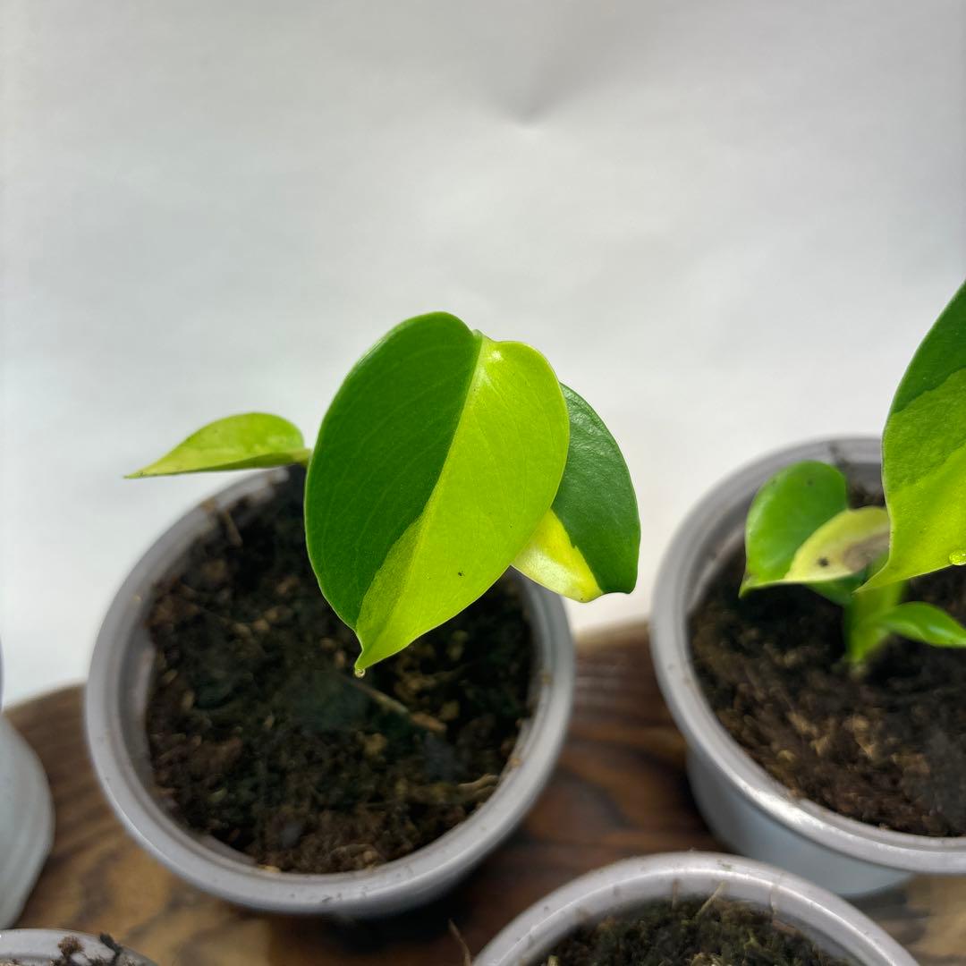 5株セットms84【特別選抜 デリシオーサ イエローマリリンモンステラ斑入り