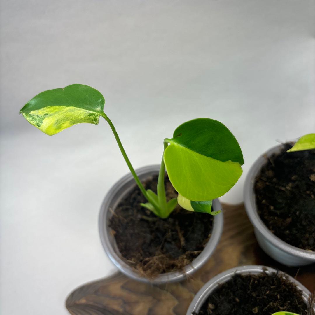 5株セットms84【特別選抜 デリシオーサ イエローマリリンモンステラ斑入り