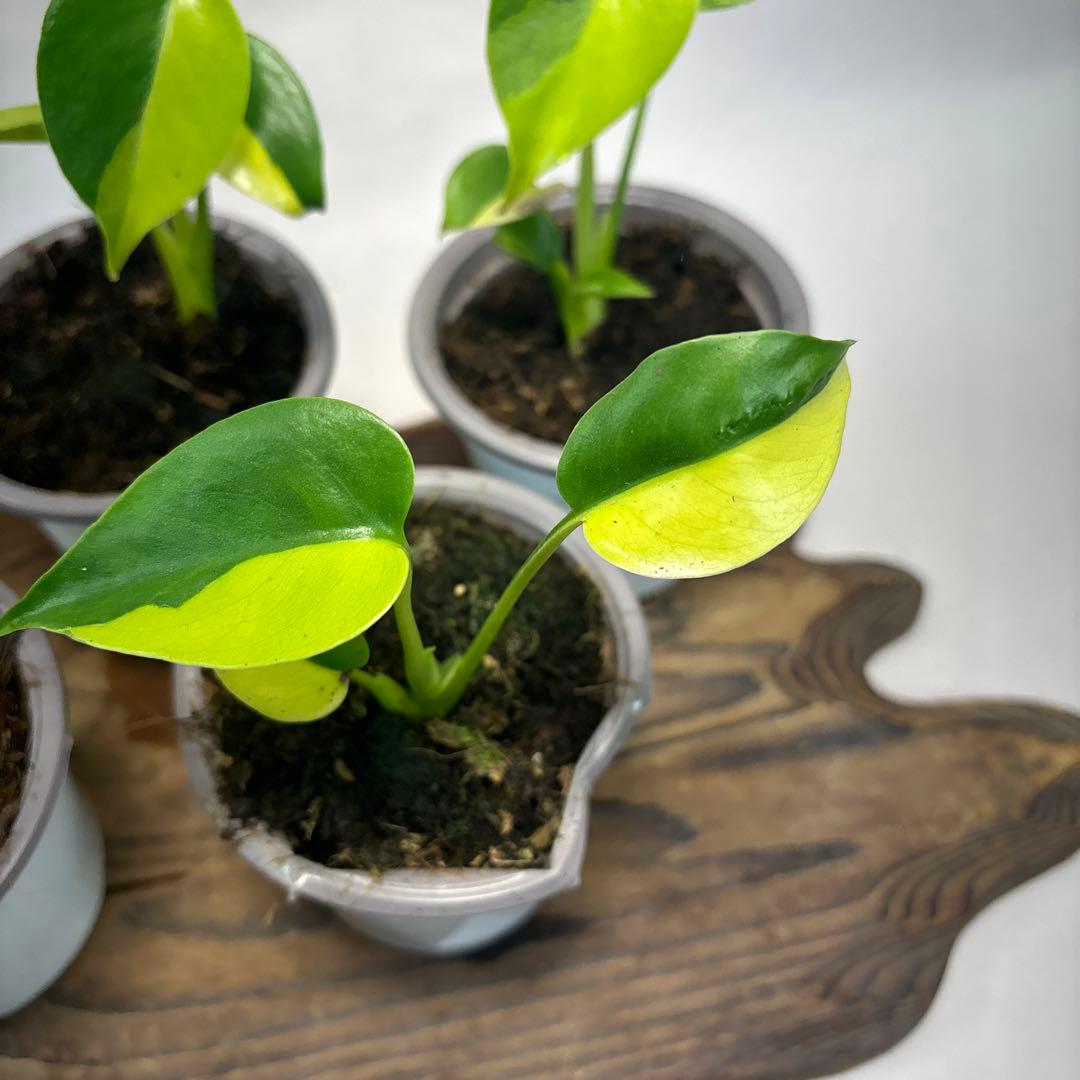 5株セットms84【特別選抜 デリシオーサ イエローマリリンモンステラ斑入り